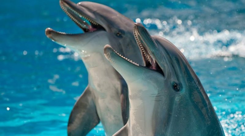 Голоса дельфинов лечат