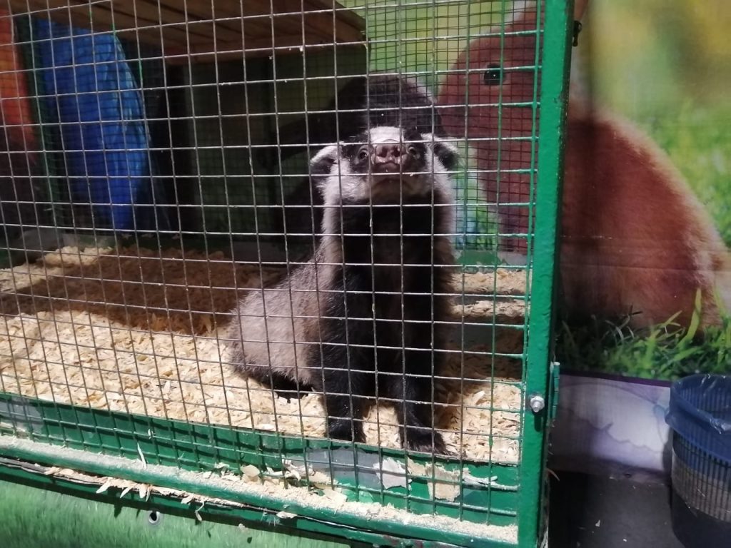 Посещение зоовыставки в Бийске: «Больше общения с животными и меньше походов к врачу»